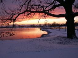 winter snowy trees