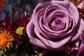 light purple rose among autumn flowers