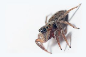 jumping spider macro