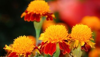 bright marigold close-up