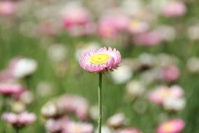 blooming summer meadow in blurred background