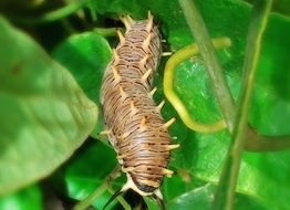 wonderful brown caterpillar