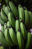 A lot of green bananas