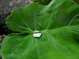 water drop on green leaf close-up