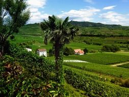 panorama of vineyards, kaisersthl, germany