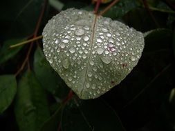 Droplets of dew on a green leaf