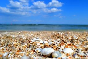 seashore covered with shells