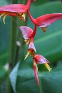 An unusual fragile flower on the stem