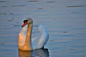 swan on the water in the play of light and shadow