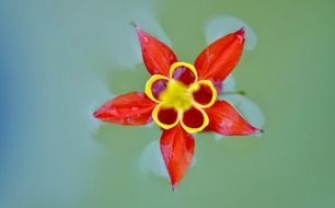 macro photography of red and yellow flower