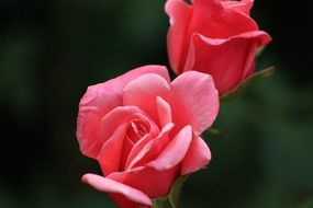 beautiful delicate pink roses on a dark background