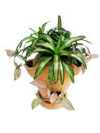 bromeliads in a pot
