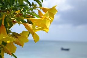 Picture of the yellow blossoms
