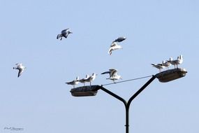 seagulls over a large street lamp