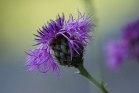 violent thistle flower plant