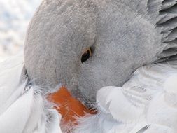 Swan hid his nose