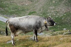 grey cow on pasture in hills, tyrol, austria