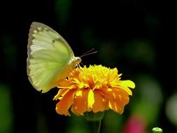 catopsilia pomona on an orange flower