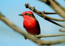 closeup picture of red ramphocelus bresilius sitting on a branch