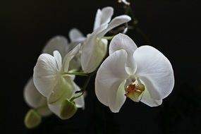 Beautiful white orchid flowers