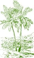 palms trees drawing