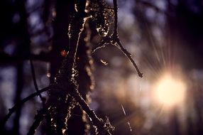 Spider on the web against the background of the sun