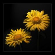 beautiful and delightful yellow macro flowers