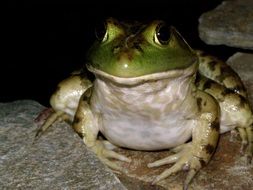 toad among stones in the dark