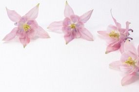 Pale pink flowers on a white background