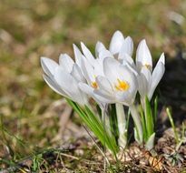 white crocuses in the spring forest