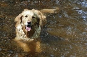 happy golden retriever in the water