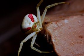 red and white crab spider macro