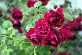 blooming burgundy roses in the garden