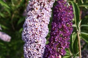 beautiful bright spring lilac
