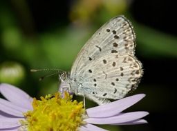 white butterfly sits on a flower