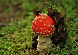 Fly agaric among moss in the woods