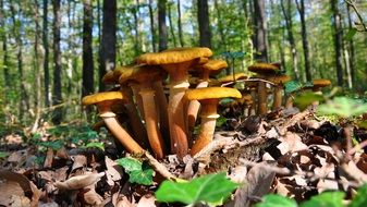 delightful mushrooms autumn