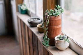 delightful plants pots