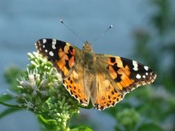 brown butterfly with a mustache on a green plant