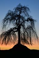 beautiful and delightful tree sunset