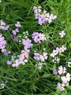 wild flowers on a background of green grass