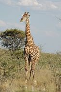 Orange giraffe in the Africa