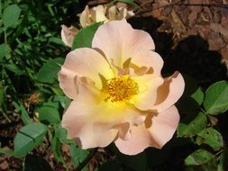 white summer rosehip