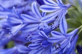 striped blue flowers close up