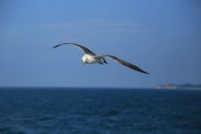 Gull over the sea