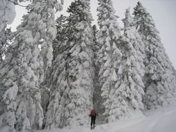 Ski tour in the forest