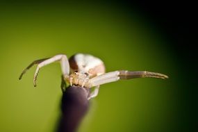 white spider macro