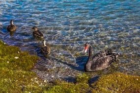 black swan queenstown