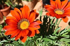gazania flowers in a garden