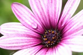 delightful flower drop
